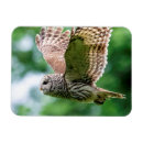 Recherche de rapaces magnets Nature