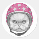 Recherche de chat persan autocollants Minou