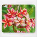 Recherche de plumeria tapis souris Plumérie