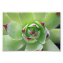 Recherche de poules et poussins art Succulent