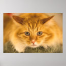 Recherche de amour de chat posters Pour animaux
