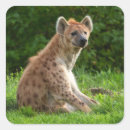 Recherche de hyenas autocollants Sauvage