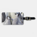 Recherche de poussins bagages étiquettes Humour