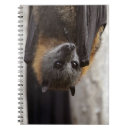 Recherche de guano Batte