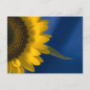 Recherche de joli tournesol cartes postales Floral