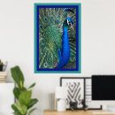 Recherche de beau paon posters Plumes de paon