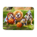 Recherche de compagnie magnets Chat