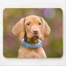 Recherche de chiots mignons tapis souris Amoureux de les chiens
