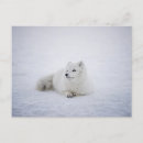 Recherche de renard blanc cartes postales Neige