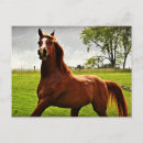 Recherche de crinières cartes postales Pour enfants