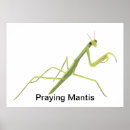 Recherche de mante posters Insecte