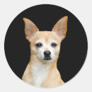 Recherche de chiwawa autocollants Canin
