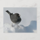 Recherche de sombre cartes postales Oiseau
