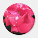 Recherche de arrière plan rouge magnets Rose