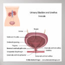 Recherche de urètre Organe