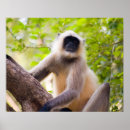Recherche de bills posters Animal