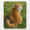 Recherche de chat orange et blanc tapis souris Félin