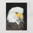 Recherche de aigle blanc cartes postales Oiseau