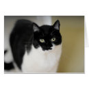 Recherche de minou kat Mignon