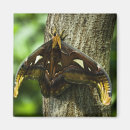 Recherche de atlas magnets Nature