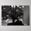 Recherche de bonsai posters Vintage