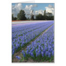 Recherche de jacinthe cartes postales Champ