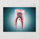 Recherche de vaisseaux sanguins cartes postales Illustration