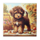 Recherche de lagotto romagnolo Chien