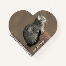 Recherche de housecat Chat