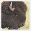 Recherche de bison américain autocollants Animaux