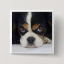 Recherche de charles badges Chien