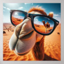 Recherche de camel posters Désert