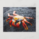Recherche de pied noir cartes postales Bleu