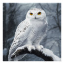 Recherche de chouettes posters Chouette enneigée