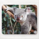 Recherche de ours koala tapis souris Animal