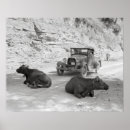 Recherche de vaches posters Rétro