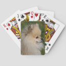 Recherche de spitz jeux de cartes Pomeranien