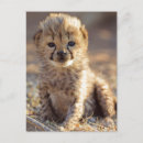 Recherche de guépards cartes postales Animal