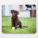 Recherche de chocolat labrador tapis souris Chiot