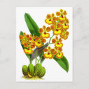 Recherche de fleur orange cartes postales Tropical
