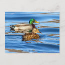 Recherche de canard bleu cartes postales Pour tous