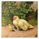 Recherche de poulet bébé carreaux Poulets