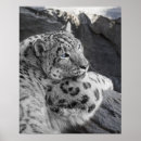 Recherche de yeux de léopard posters Neige