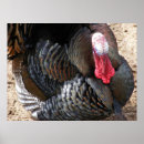 Recherche de dindes posters Animaux