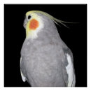 Recherche de animaux familiers posters Oiseaux