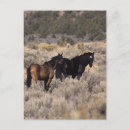 Recherche de mustang sauvage cartes postales Désert