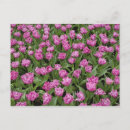 Recherche de keukenhof cartes postales Jardin