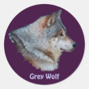 Recherche de wolf autocollants Loup gris