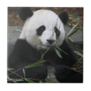 Recherche de pandas mignons carreaux Chine