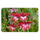 Recherche de blanc rouge magnets Photographie